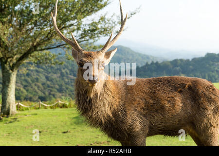 Stag Cervo close up Foto Stock