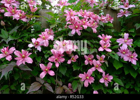 La clematide montana, Broughton Star, un dusky pink semi-doppio cultivar noto anche come Broughton bellezza Foto Stock