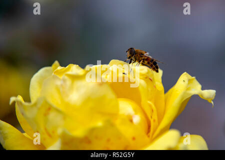 Vista laterale di un ape seduto su un fiore di una rosa gialla di close-up. La Grecia Foto Stock