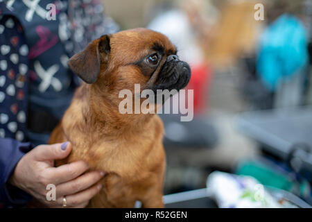 Poco pug dog sitter su una donna di giro, detenute da una mano con unghie di lilla, in corrispondenza di un dog show. Foto Stock