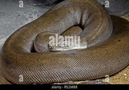 Closeup Patternless verde pitone birmano sulla sabbia Foto Stock