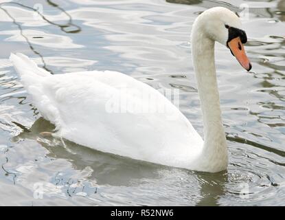 Cigno galleggia sull'acqua Foto Stock