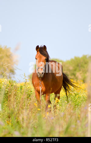 Marrone a cavallo in un prato pieno Foto Stock