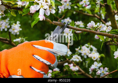 Giardiniere la mano con le forbici per potatura Foto Stock