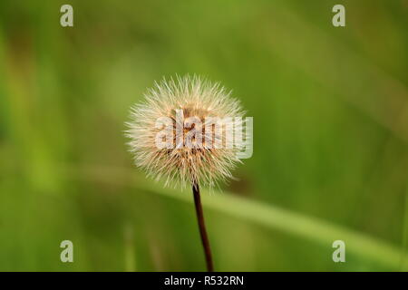 Tarassaco o fiore di tarassaco con testa di fiori composto da numerose grigio e bianco rosette con foglie verdi e lo sfondo di erba in una calda giornata estiva Foto Stock