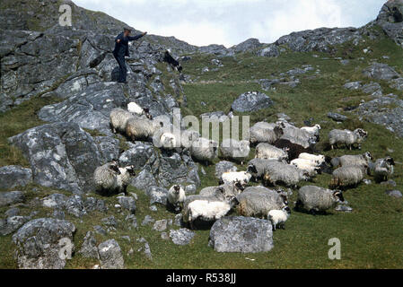 Anni sessanta, storico su isola rocciosa sul terreno le Orcadi, un pastore scozzese e il suo sheepdog round up un gregge di North Ronaldsay o orkney pecore, Isole del Nord, Scozia, Regno Unito. Foto Stock