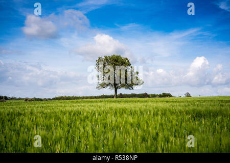 Il paesaggio nei pressi di Pitigliano, Toscana, Italia, Europa. Foto Stock