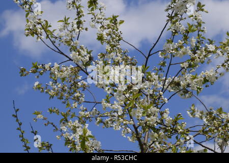 Rami di fiori di ciliegio. La fioritura degli alberi da frutto. Foto Stock