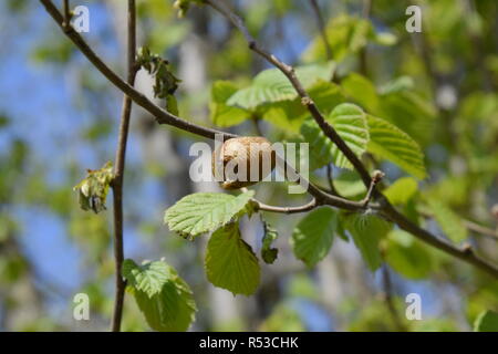 Ootheca mantis sui rami di un albero. Le uova di insetto prevista nel bozzolo per l'inverno sono previste. Ooteca su un ramo di nocciola Foto Stock