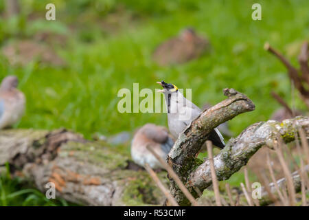 Wattled starling Foto Stock