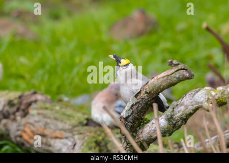 Wattled starling Foto Stock