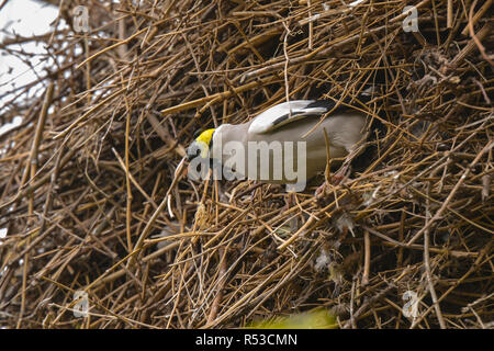 Wattled starling Foto Stock