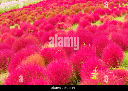 Red Bassia scoparia nella stagione autunnale Foto Stock