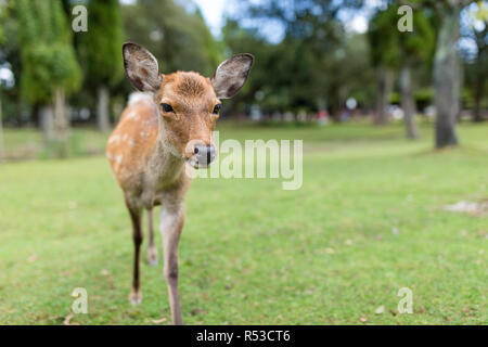 Grazioso Cervo nel Parco Foto Stock