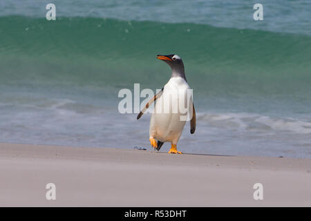 Un pinguino Gentoo tropicale che compaiono sulla spiaggia di sabbia bianca della spiaggia di Leopard, Isola di carcassa nelle Isole Falkland Foto Stock