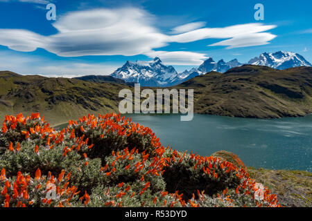 Vedute spettacolari di Torres del Paine da Laguna Honda con boccola di guanaco in primo piano, Patagonia, Cile Foto Stock