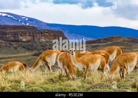Il guanaco sono uno dei membri della famiglia del cammello trovato nel nuovo mondo, qui a Torres del Paine, Cile Foto Stock