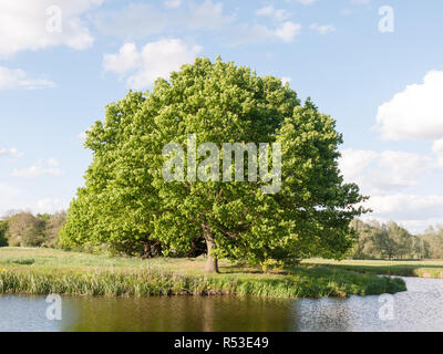 Un unico grande albero di quercia in corrispondenza del lato di un fiume in dettaglio nel soleggiato luce estiva nel tardo pomeriggio lussureggiante lungo il fiume stour in dedham essex di Inghilterra nel Regno Unito Foto Stock