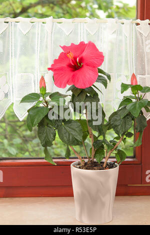 Big Pink Hibiscus fiore nel vaso sulla finestra Foto Stock