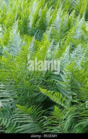 Worm felce dryopteris filix-mas Foto Stock