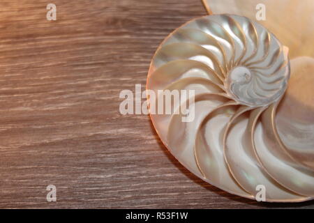 Nautilus shell Fibonacci simmetria metà sezione dorata a spirale struttura rapporto di crescita close up back lit madreperla close up ( pompilio nautilus Foto Stock