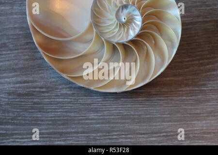 Nautilus shell Fibonacci simmetria metà sezione dorata a spirale struttura rapporto di crescita close up back lit madreperla close up ( pompilio nautilus Foto Stock