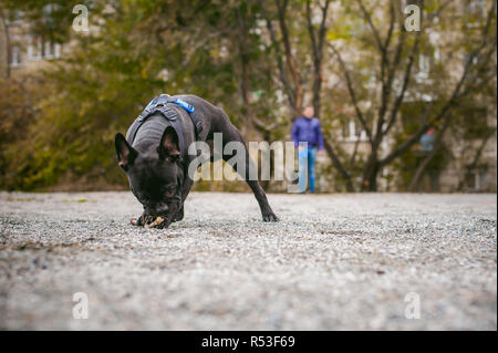 Passeggiate con il cane bulldog francese. Host maschile gioca con il suo gatto sulla strada nel cortile con un bastone Foto Stock