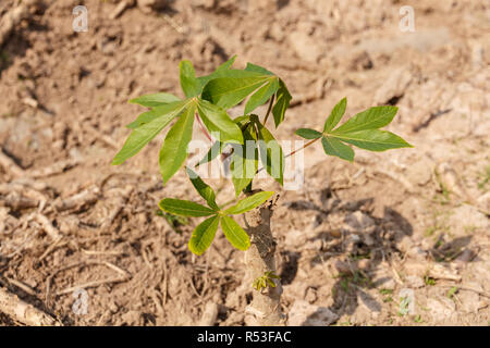 La Manioca di piccolo albero in crescita Foto Stock