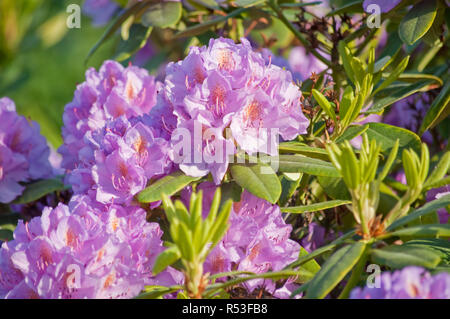 Doldenentraubiger infiorescenza di un colore rosa boccola di rododendro Foto Stock