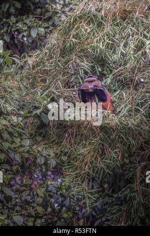 Scimmia dorata, Virunga montagne vulcaniche, Africa centrale Foto Stock