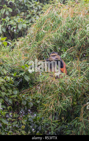 Scimmia dorata, Virunga montagne vulcaniche, Africa centrale Foto Stock