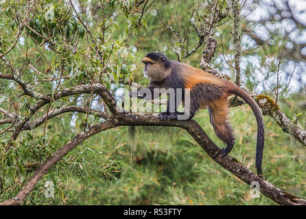 Scimmia dorata, Virunga montagne vulcaniche, Africa centrale Foto Stock
