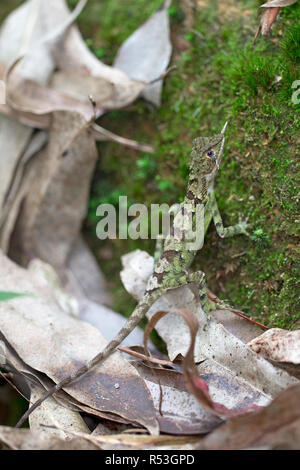 Rhino-cornuto Lizard (Ceratophora stoddartii) Foto Stock