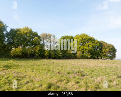 Un bel paese Linea di albero lussureggiante verde in crescita in un campo su una tranquilla giornata di sole al di fuori Foto Stock