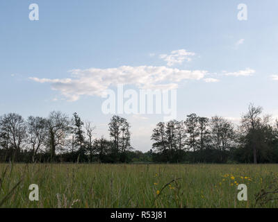 Una bella treeline nella distanza con un gap visto dal punto di vista del livello di erba con l'assenza di persone o di persone e un cielo chiaro su un tardo pomeriggio d'estate Foto Stock