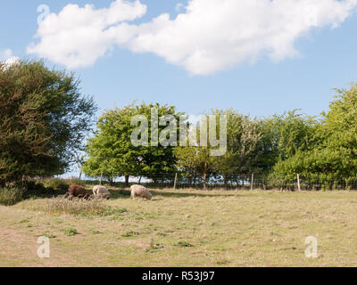 Due bianchi e una pecora marrone in estate il campo in Essex constable country in London Regno Unito di pascoli e di mangiare erba nei pressi di una recinzione Foto Stock