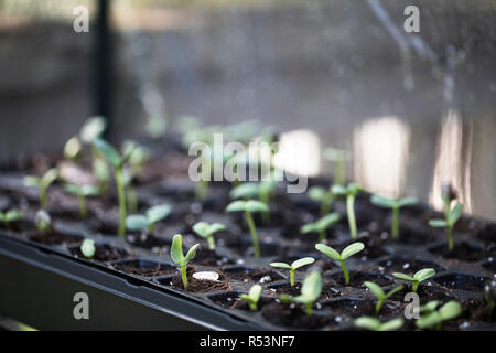 Germogli di semi di girasole in serra Foto Stock