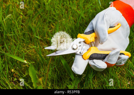 Giardiniere la mano con le forbici per potatura Foto Stock