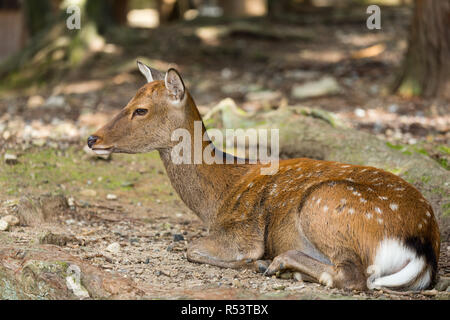 Giovane cervo nel Parco Foto Stock