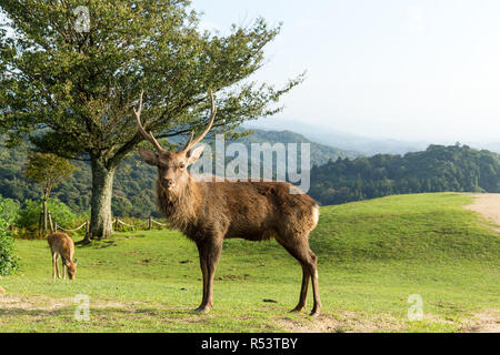 Cervi del maschio Foto Stock