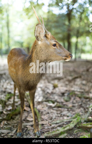 Adorable del cervo nel Parco Foto Stock