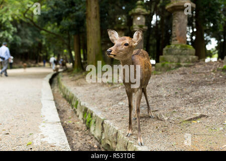 Carino cervi nel tempio giapponese Foto Stock