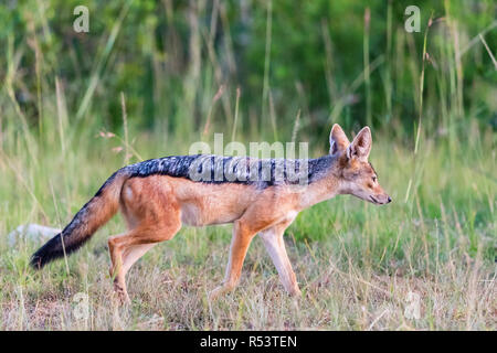 Nero-backed Jackal camminando in erba Foto Stock