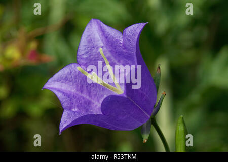 Peach-lasciarono la campanula Foto Stock