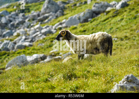 Pecora che pascola in prati nelle montagne del Durmitor in Montenegro. Foto Stock