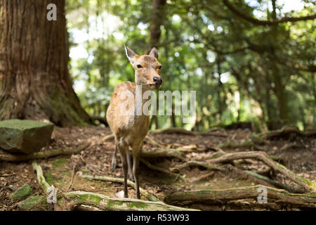 Adorable del cervo nel Parco Foto Stock