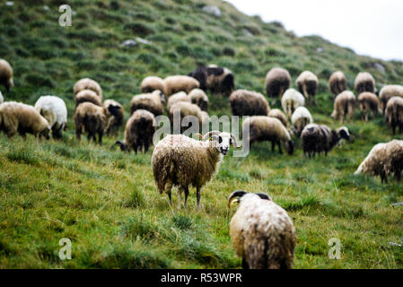 Pecora che pascola in prati nelle montagne del Durmitor in Montenegro. Foto Stock