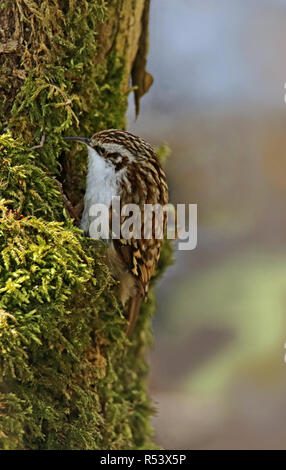 Giardino superriduttore certhia brachydactyla in moss a tree Foto Stock