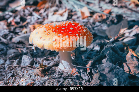 Fungo Amanita Closeup Foto Stock