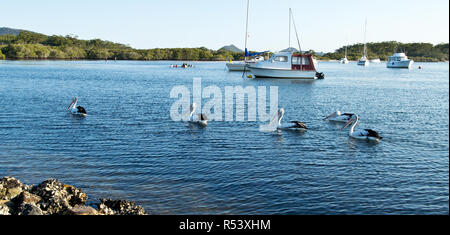 Pellicani e barche sul lago Myall in Australia. Foto Stock